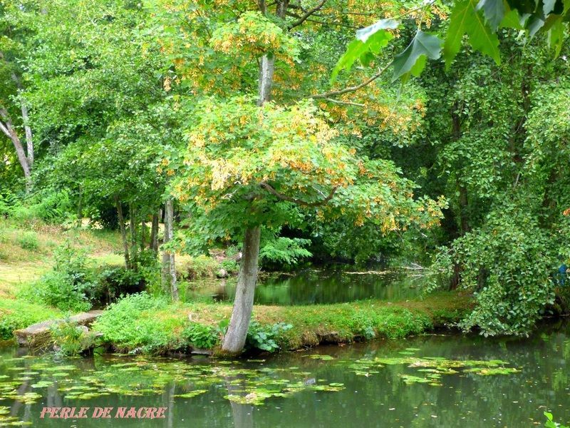 RIVIER-LE-LOIR-A-ALLUYES-DPT-28-37.jpg