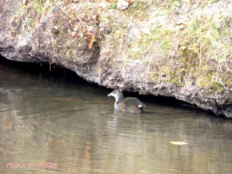 RIVIERE-LE-LOIR-A-ALLUYES-DPT-28-48_2.jpg